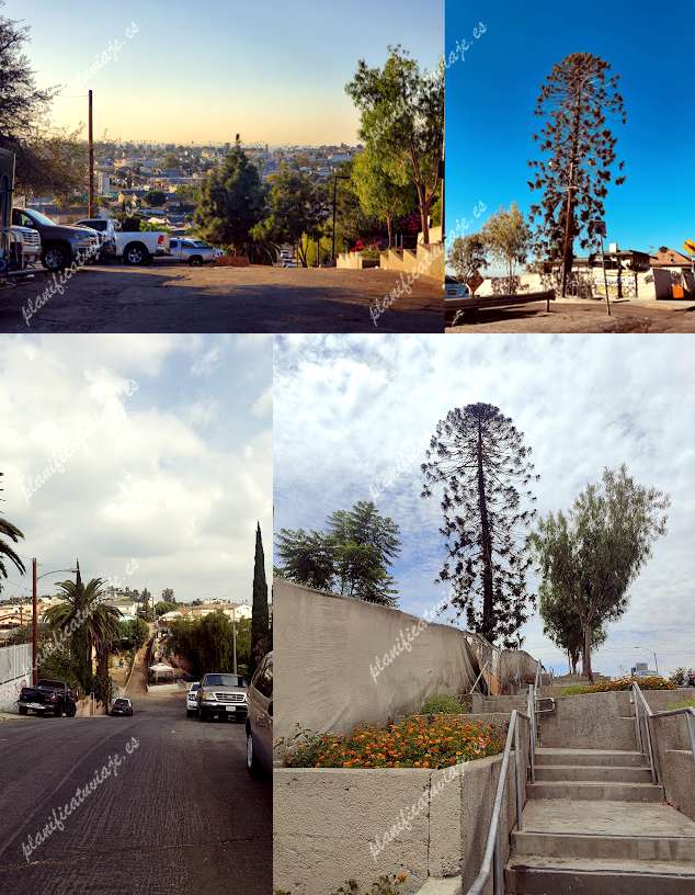 Pine de Los Angeles | Horario, Mapa y entradas 2
