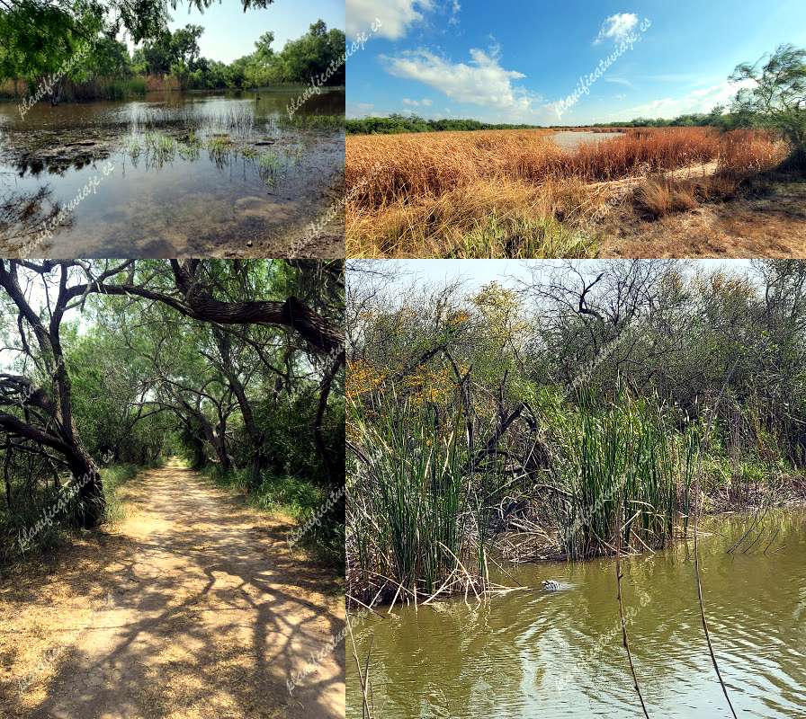 Estero Llano Grande State Park de Weslaco | Horario, Mapa y entradas