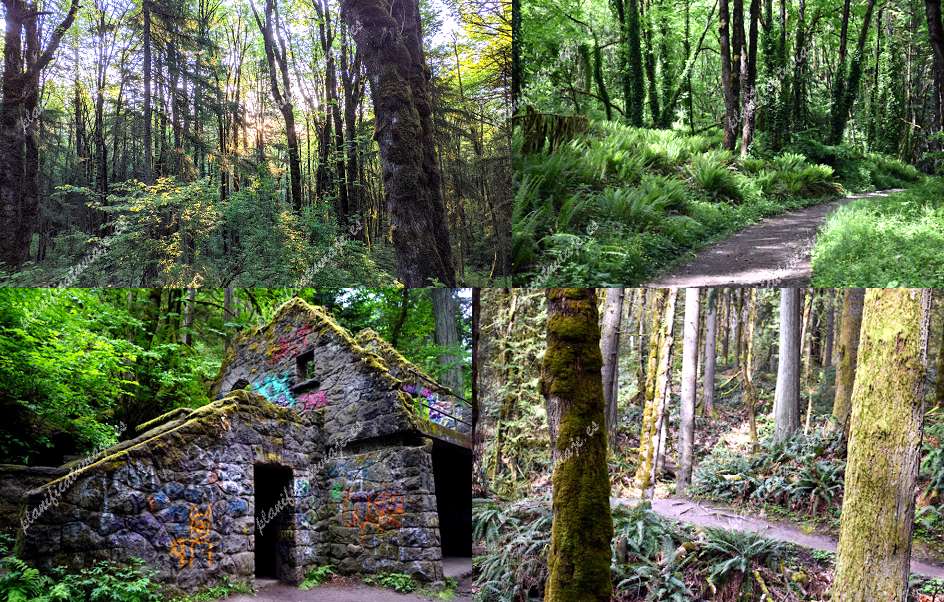 Forest Park de Portland | Horario, Mapa y entradas