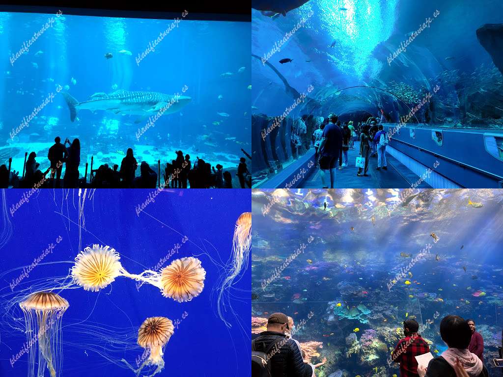 Georgia Aquarium de Atlanta | Horario, Mapa y entradas