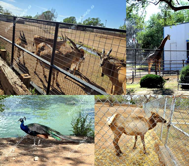 Hillcrest Park Zoo de Clovis | Horario, Mapa y entradas