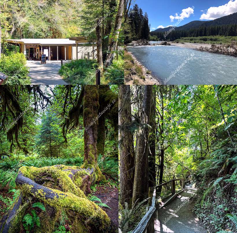 Hoh Rain Forest Visitor Center de Forks | Horario, Mapa y entradas