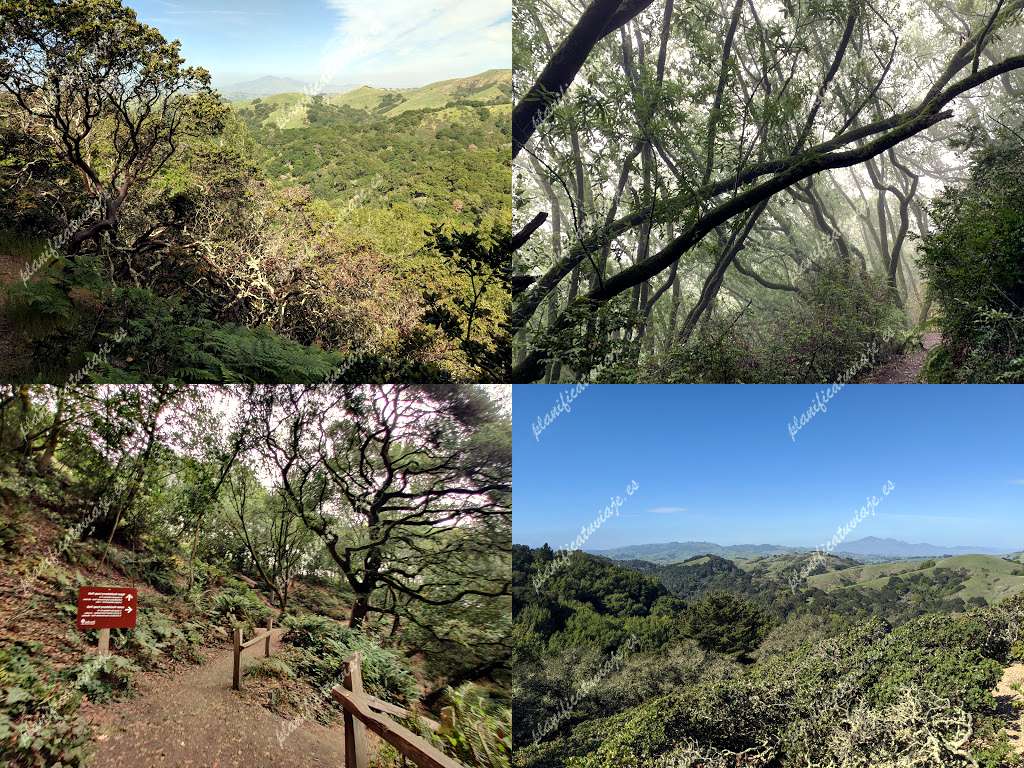 Huckleberry Botanic Regional Preserve de Oakland | Horario, Mapa y entradas 5