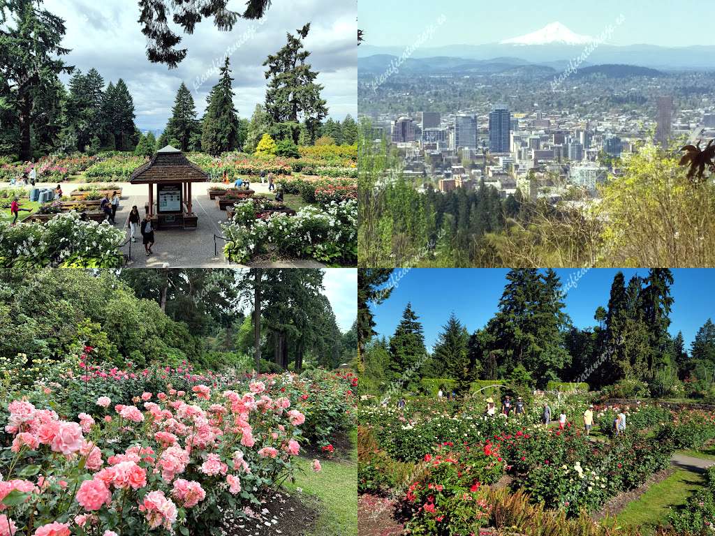 International Rose Test Garden de Portland | Horario, Mapa y entradas