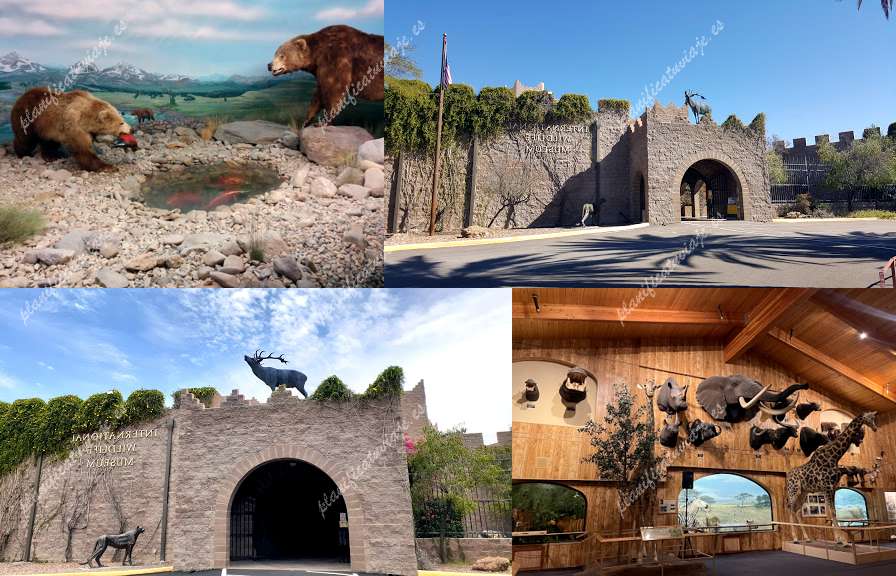 International Wildlife Museum de Tucson | Horario, Mapa y entradas