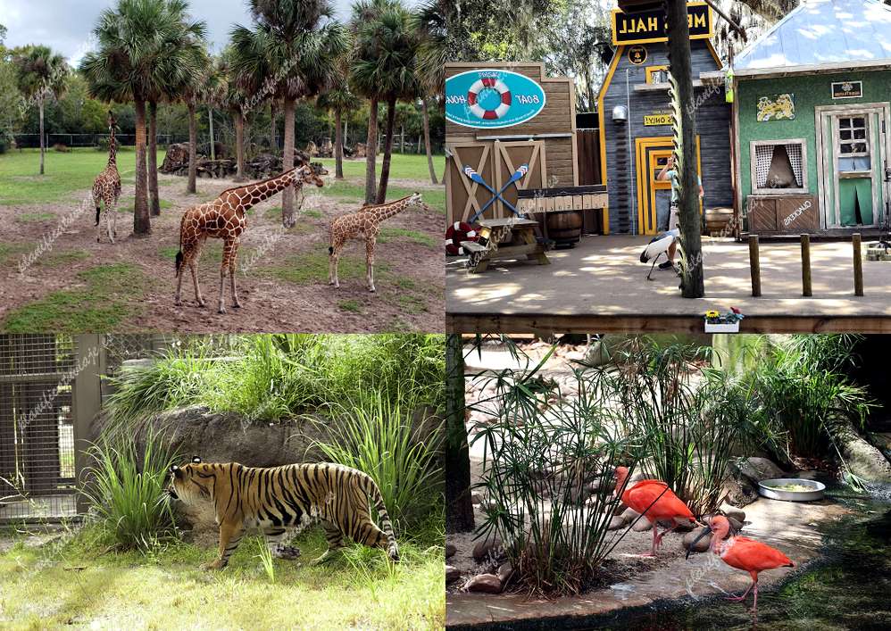 Jacksonville Zoo And Gardens de Jacksonville | Horario, Mapa y entradas