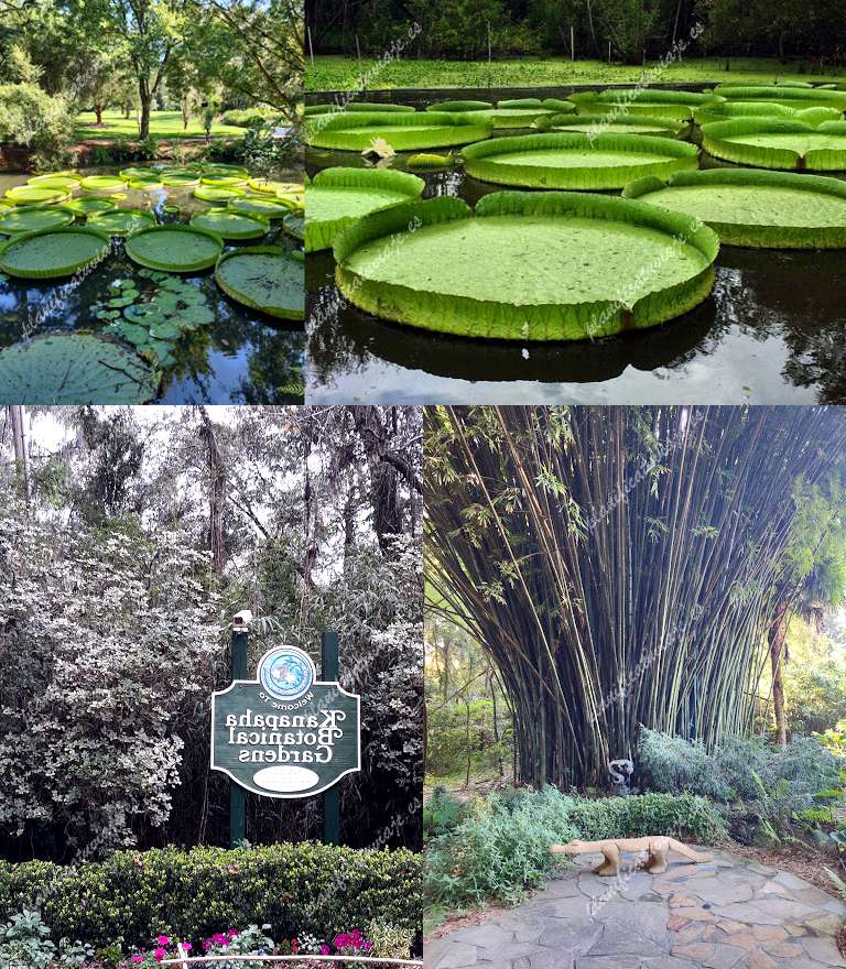 Kanapaha Botanical Gardens de Gainesville | Horario, Mapa y entradas