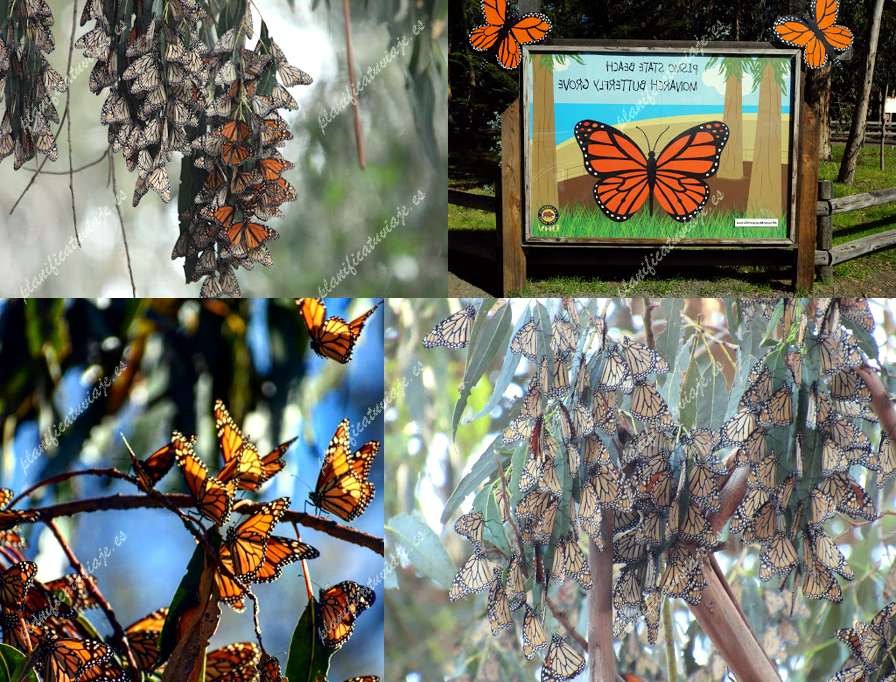 Monarch Butterfly Grove de Pismo Beach | Horario, Mapa y entradas