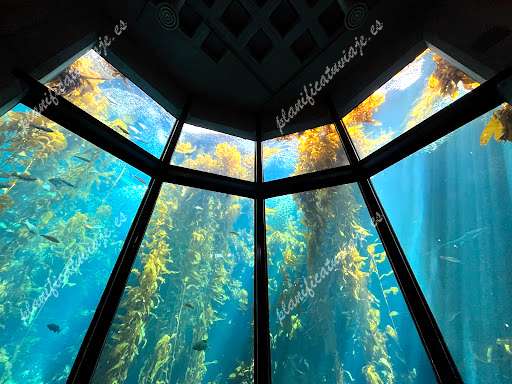 Monterey Bay Aquarium de Monterey | Horario, Mapa y entradas