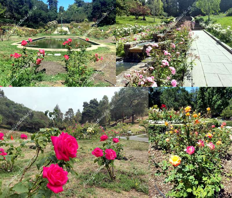 Morcom Rose Garden de Oakland | Horario, Mapa y entradas