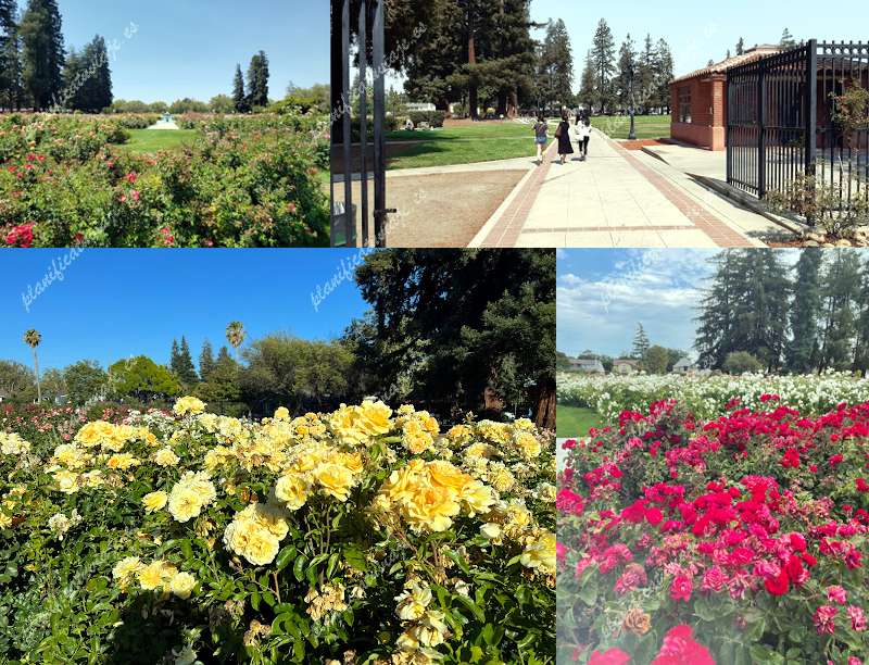Municipal Rose Garden de San Jose | Horario, Mapa y entradas