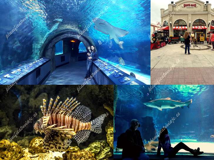 Newport Aquarium de Newport | Horario, Mapa y entradas