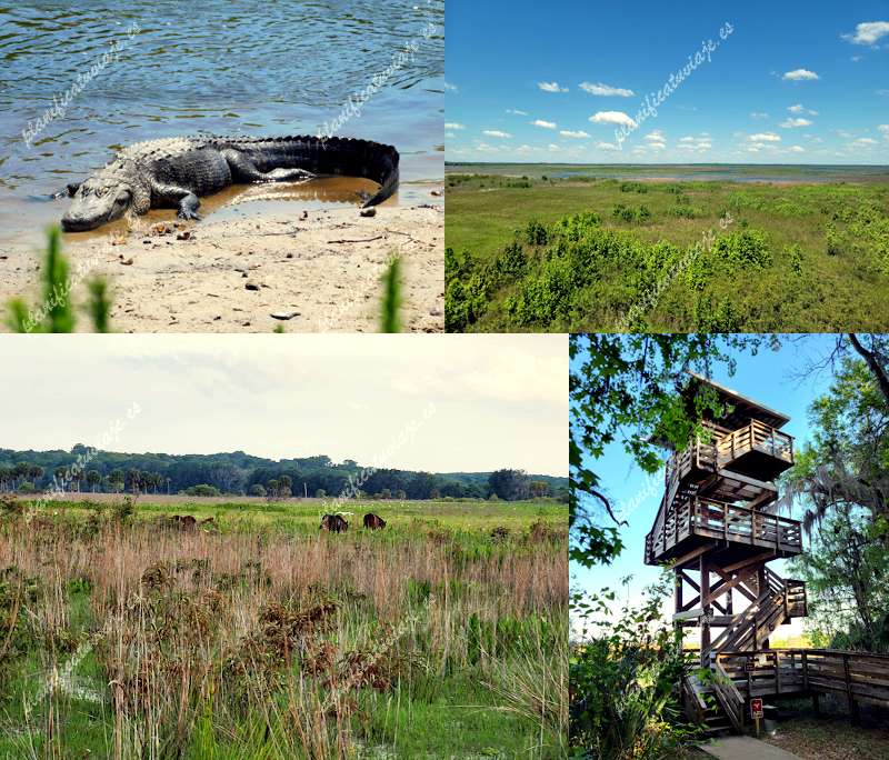 Paynes Prairie Preserve State Park de Micanopy | Horario, Mapa y entradas