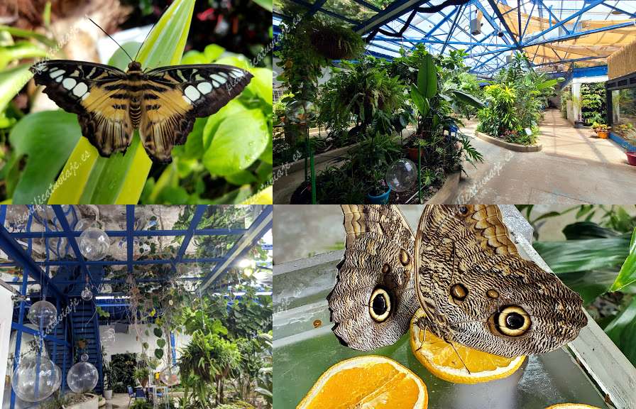 Philadelphia Insectarium and Butterfly Pavilion de Philadelphia | Horario, Mapa y entradas