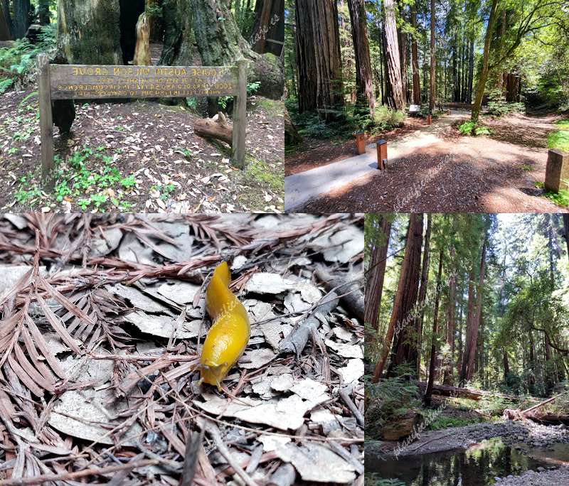 Portola Redwoods State Park de La Honda | Horario, Mapa y entradas 1