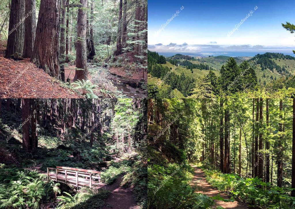 Purisima Creek Redwoods Open Space Preserve de Half Moon Bay | Horario, Mapa y entradas