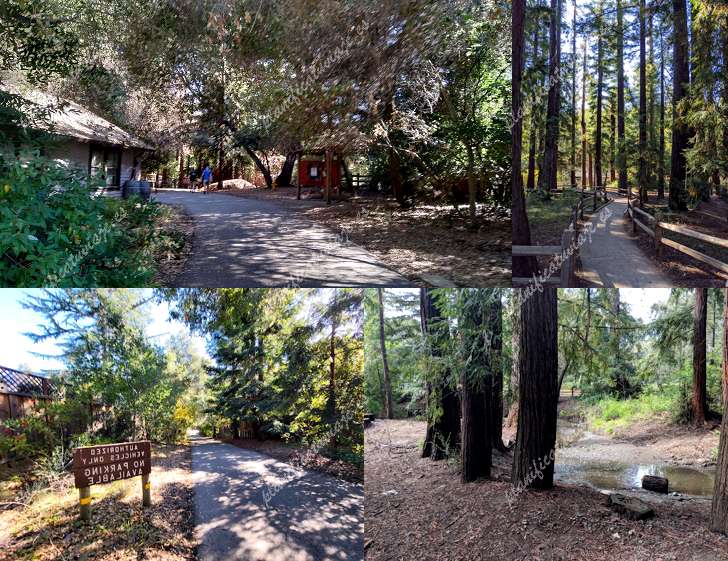 Redwood Grove Nature Preserve de Los Altos | Horario, Mapa y entradas