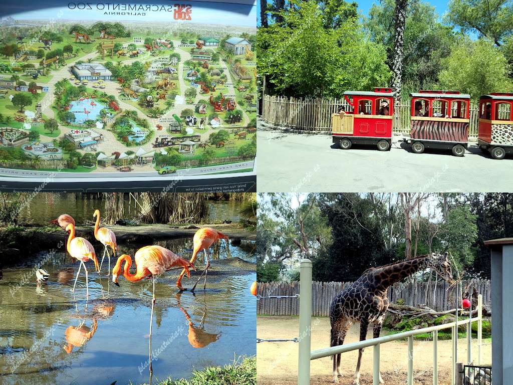 Zoo Sacramento de Sacramento | Horario, Mapa y entradas