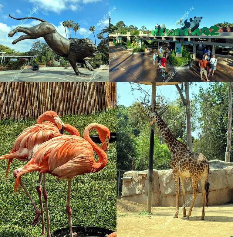 San Diego Zoo de San Diego | Horario, Mapa y entradas