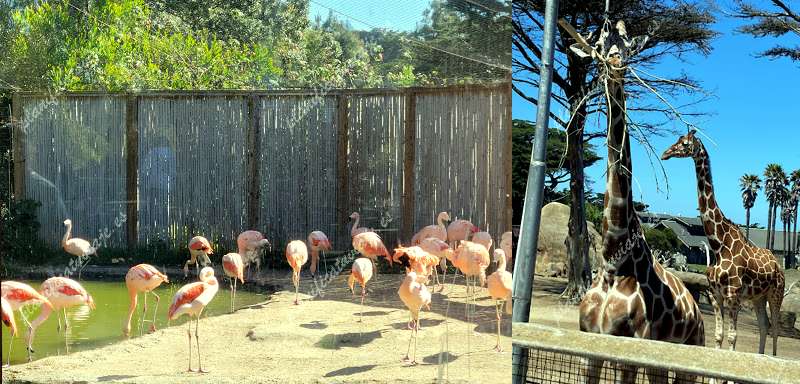 San Francisco Zoo de San Francisco | Horario, Mapa y entradas