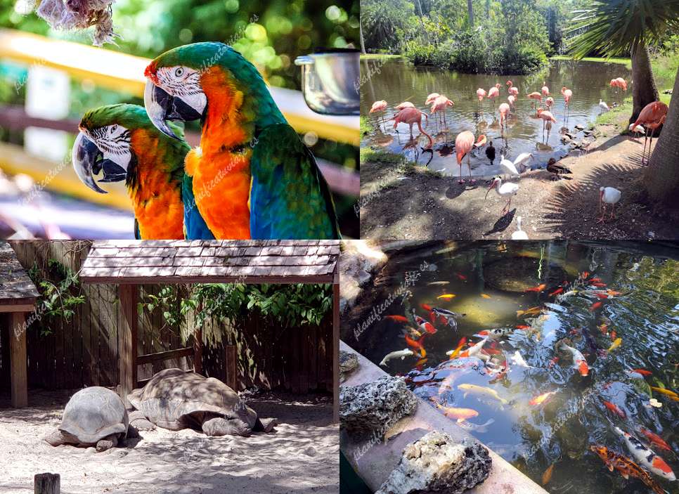 Sarasota Jungle Gardens de Sarasota | Horario, Mapa y entradas