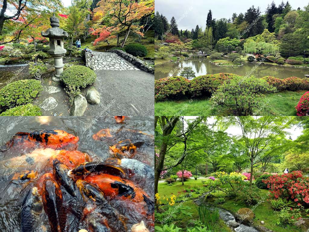 Seattle Japanese Garden de Seattle | Horario, Mapa y entradas