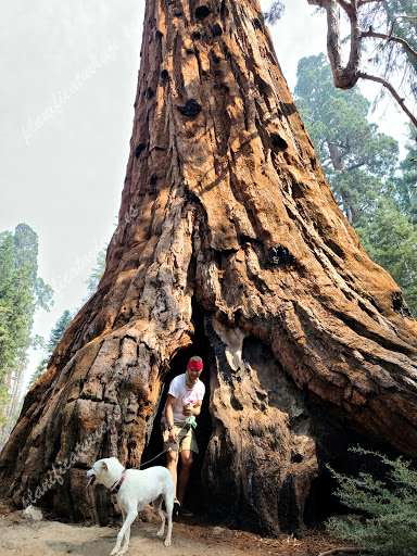 Sequoia National Forest de Porterville | Horario, Mapa y entradas