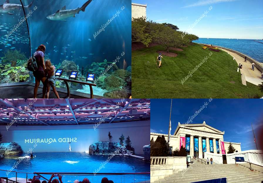 Shedd Aquarium de Chicago | Horario, Mapa y entradas