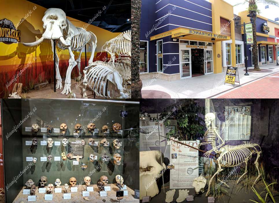 Skeletons: Museum Of Osteology de Orlando | Horario, Mapa y entradas