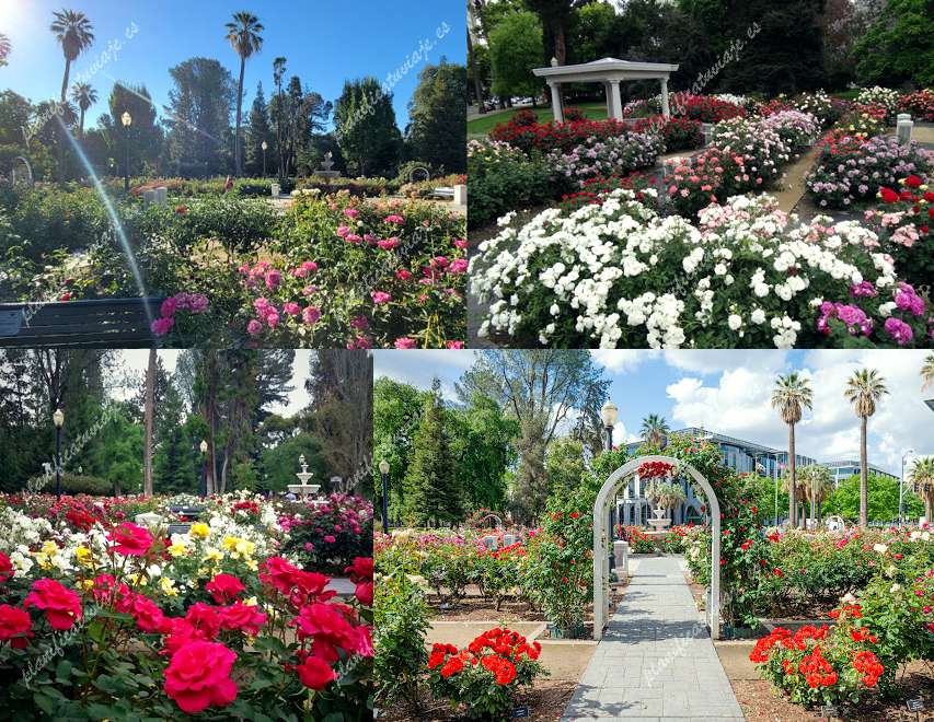 State Capitol Park World Peace Rose Garden de Sacramento | Horario, Mapa y entradas 2