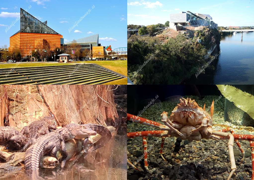 Tennessee Aquarium de Chattanooga | Horario, Mapa y entradas