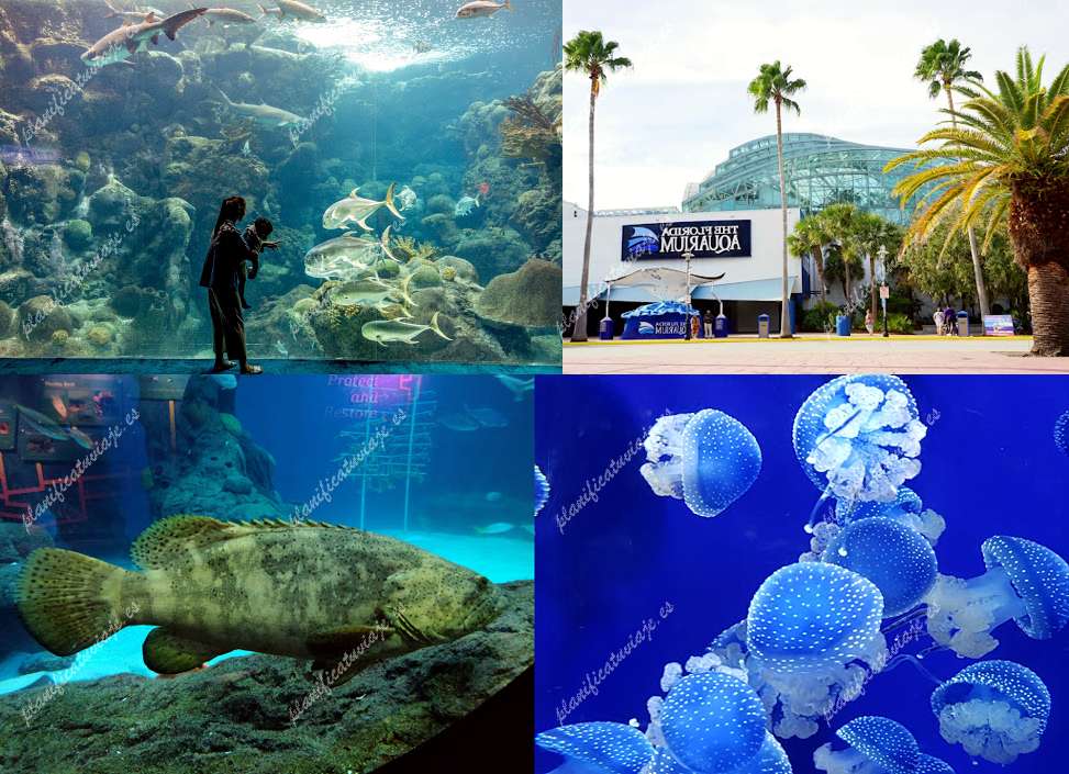 The Florida Aquarium de Tampa | Horario, Mapa y entradas