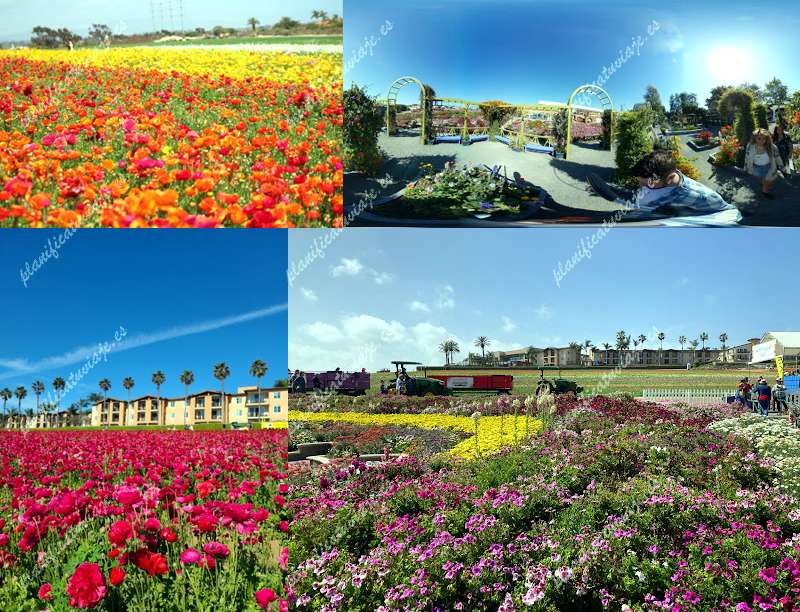 The Flower Fields de Carlsbad | Horario, Mapa y entradas