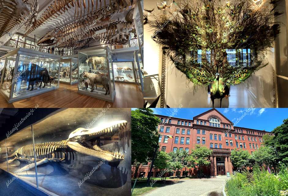 The Harvard Museum of Natural History de Cambridge | Horario, Mapa y entradas