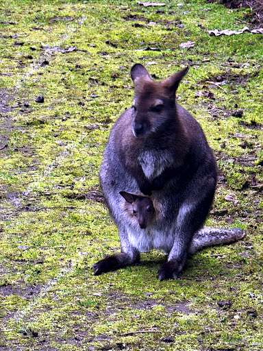 The Outback Kangaroo Farm de Arlington | Horario, Mapa y entradas
