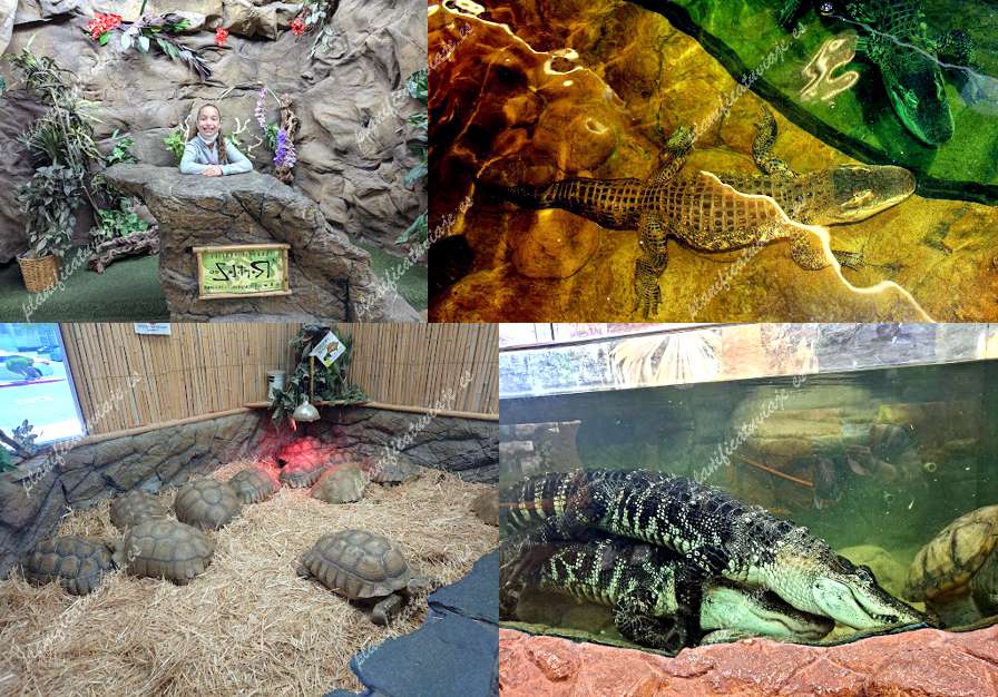 The Reptile Zoo de Fountain Valley | Horario, Mapa y entradas