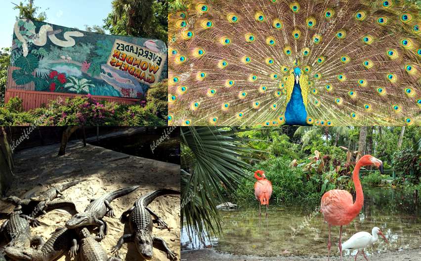 The Wonder Gardens de Bonita Springs | Horario, Mapa y entradas
