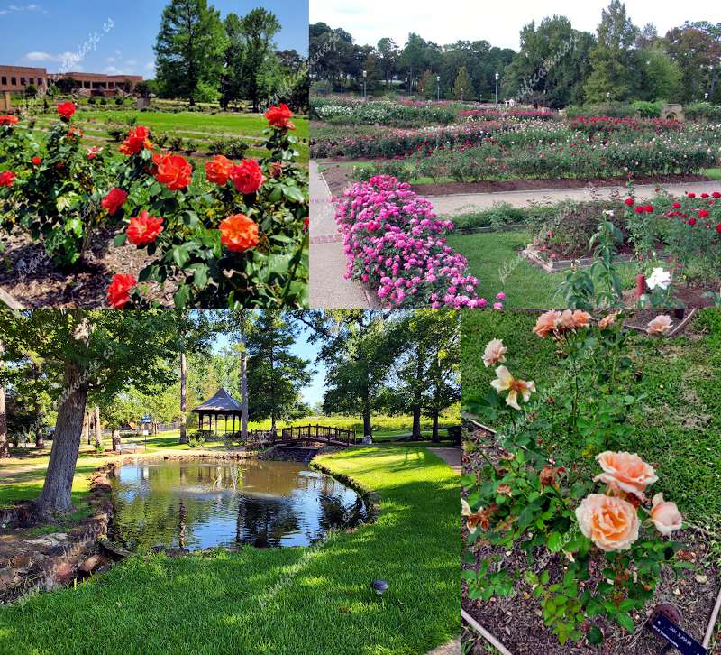 Rose Garden de Raleigh | Horario, Mapa y entradas 2