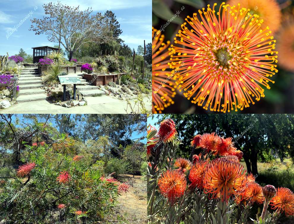 Uc Santa Cruz Arboretum & Botanic Garden de Santa Cruz | Horario, Mapa y entradas
