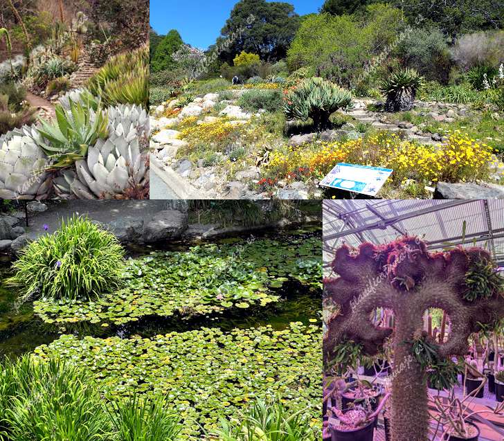 University of California Botanical Garden de Berkeley | Horario, Mapa y entradas