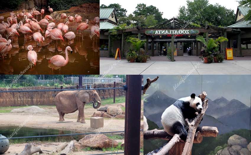 Zoo Atlanta de Atlanta | Horario, Mapa y entradas 5