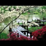 Japanese Garden de Fort Worth | Horario, Mapa y entradas