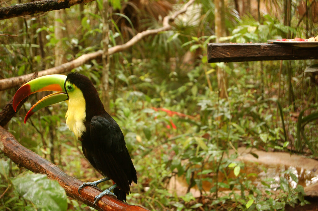 Belize Zoo: Descubre la fauna autóctona de Belice 10