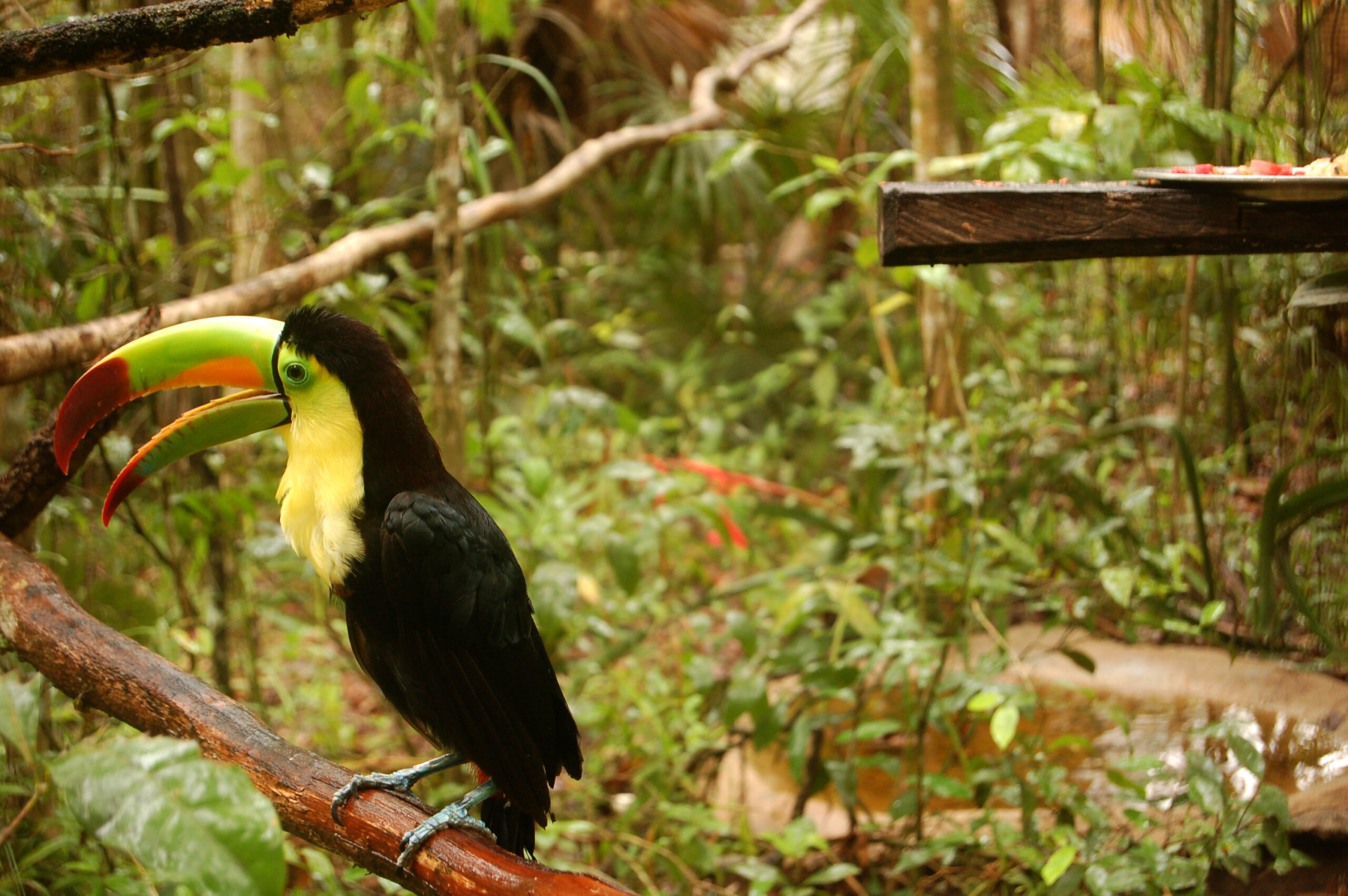 Belize Zoo: Descubre la fauna autóctona de Belice