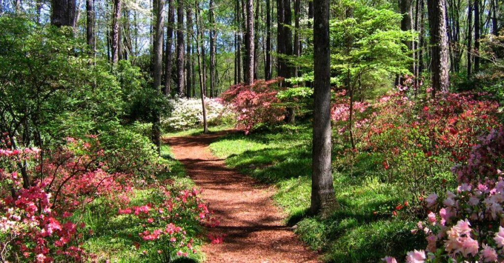 Callaway Gardens: Un Oasis Natural en el Corazón de Georgia 3