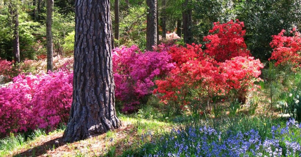 Callaway Gardens: Un Oasis Natural en el Corazón de Georgia 4