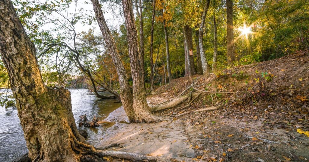 Bosque Nacional de Chattahoochee: Un oasis natural en el corazón de Georgia 4