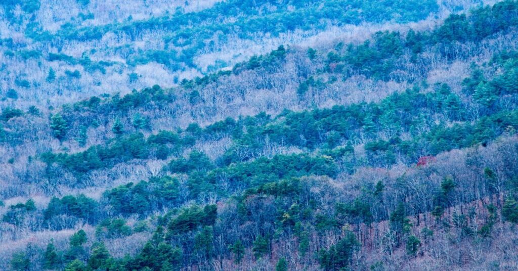 Bosque Nacional de Chattahoochee: Un oasis natural en el corazón de Georgia 7