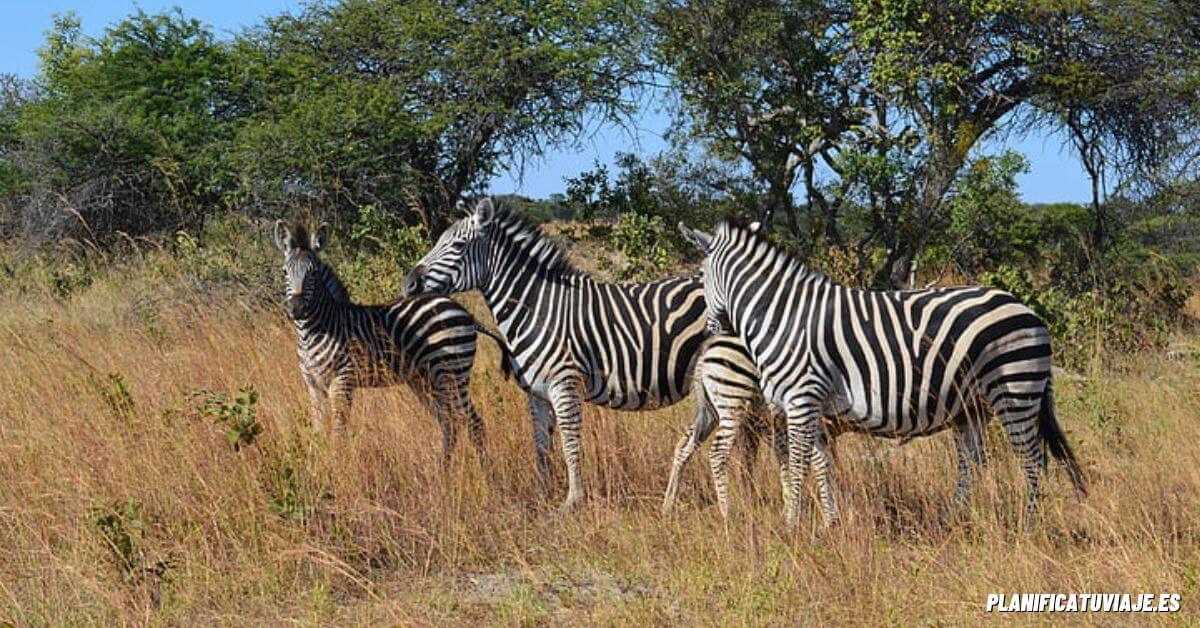 Qué ver en Mozambique 6