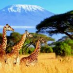 Mejor época del año para viajar a Kenia: Tiempo y Clima